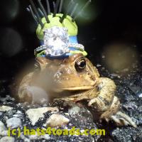 /home//u458753944/public_html/sourcegallery//Roxborough Toad Detour/2013-2019/2018/2018-04-28/P4280038.JPG